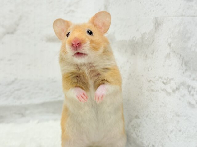 ゴールデンハムスター