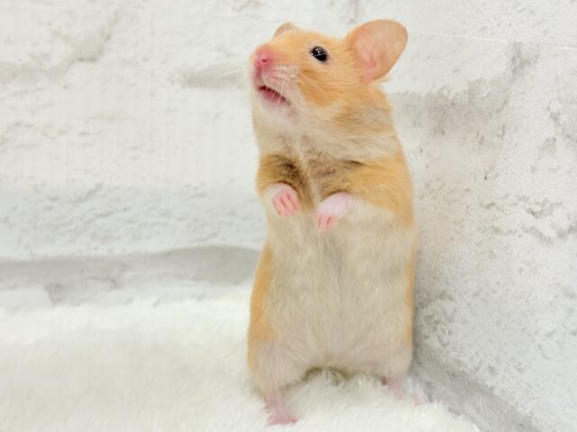 ゴールデンハムスター