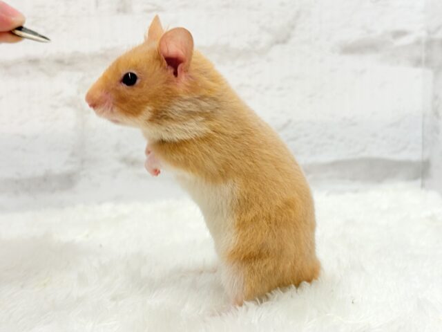 ゴールデンハムスター
