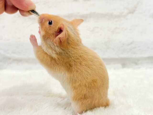 ゴールデンハムスター