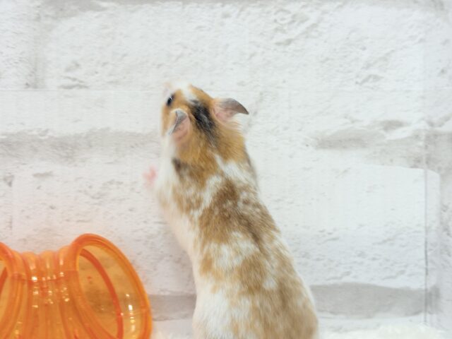 ゴールデンハムスター