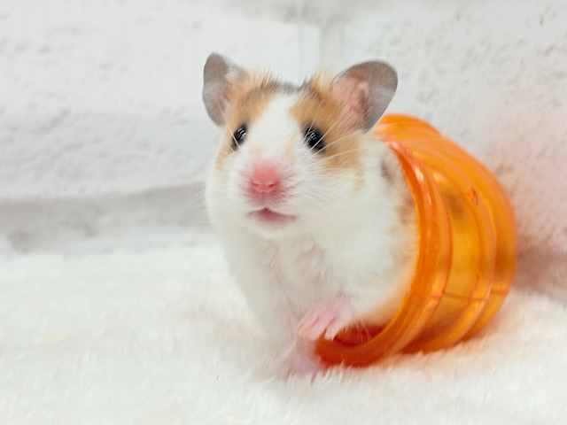 走ると早いゾ！！目指せ1等賞𖤐 ̖́-‬トリコロールハムスター 男の子