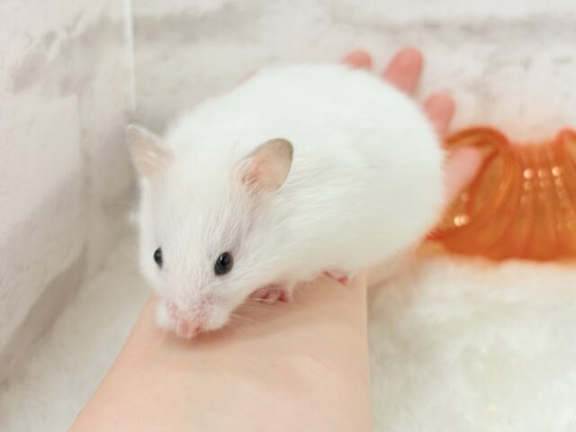 ゴールデンハムスター
