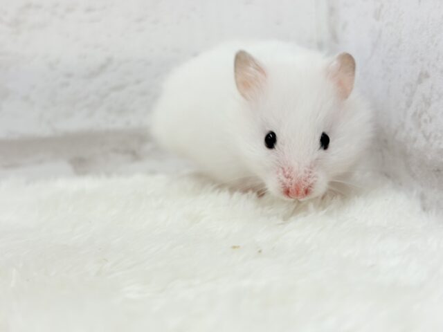 【最新画像更新🪄】真っ白雪見だいふくちゃん🍡🤍長毛ハムスター(ホワイト) 女の子 ゴールデンハムスター