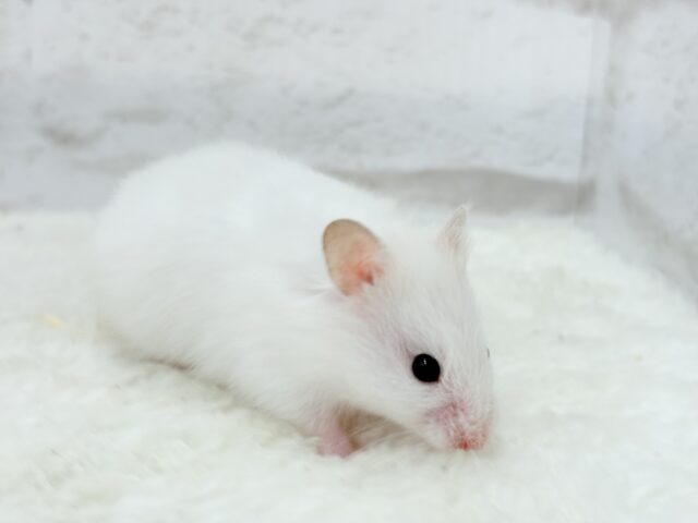 【最新画像更新🪄】真っ白雪見だいふくちゃん🍡🤍長毛ハムスター(ホワイト) 女の子 ゴールデンハムスター