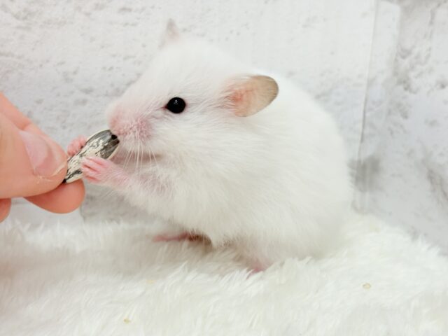 ゴールデンハムスター