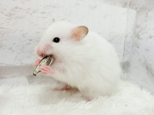 ゴールデンハムスター