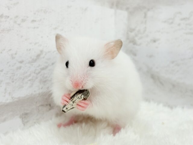 ゴールデンハムスター