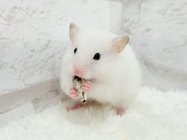 【最新画像更新🪄】真っ白雪見だいふくちゃん🍡🤍長毛ハムスター(ホワイト) 女の子 ゴールデンハムスター
