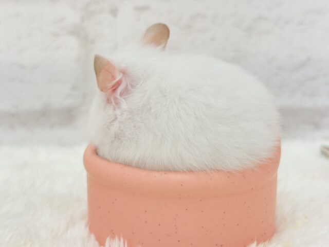 【最新画像更新🪄】真っ白雪見だいふくちゃん🍡🤍長毛ハムスター(ホワイト) 女の子 ゴールデンハムスター