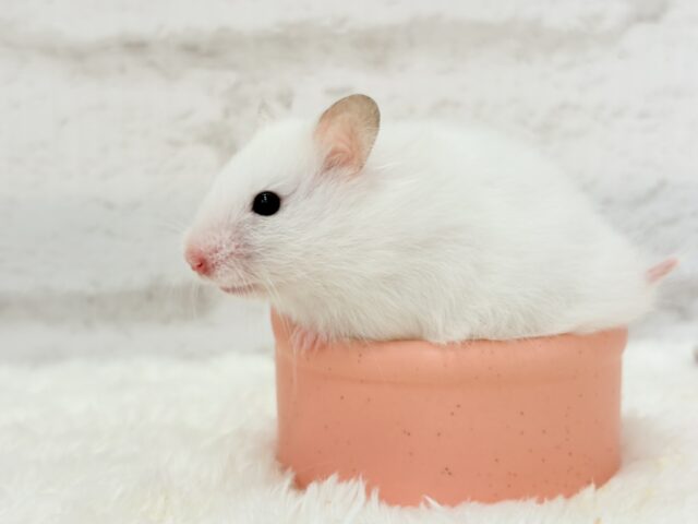 【最新画像更新🪄】真っ白雪見だいふくちゃん🍡🤍長毛ハムスター(ホワイト) 女の子 ゴールデンハムスター