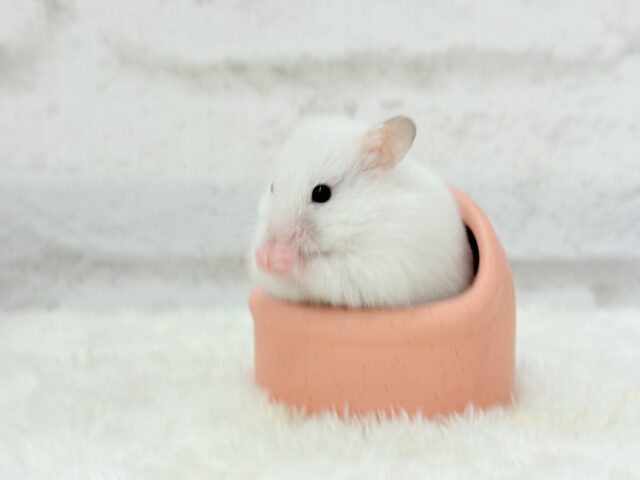 ゴールデンハムスター