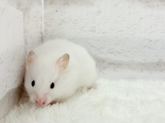 ゴールデンハムスター