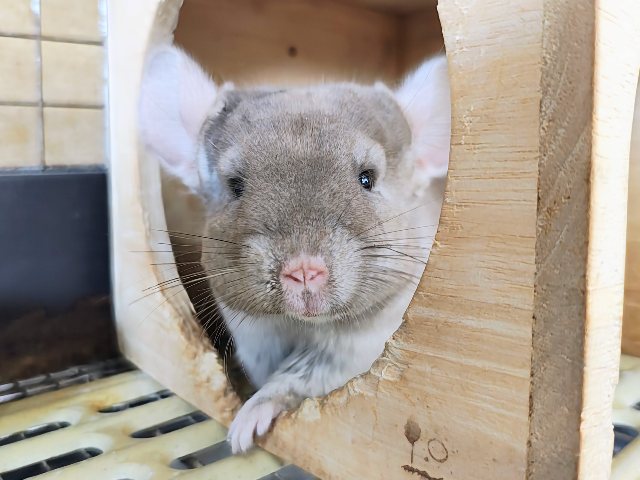 最新動画＆画像更新♡触れるよ♡チンチラのシナモンカラーの女の子入舎しました！