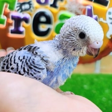 鮮やかなブルーが魅力的♡セキセイインコのヒナ(ブルーオパーリン)入荷しました❤️