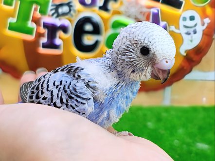 鮮やかなブルーが魅力的♡セキセイインコのヒナ(ブルーオパーリン)入荷しました❤️