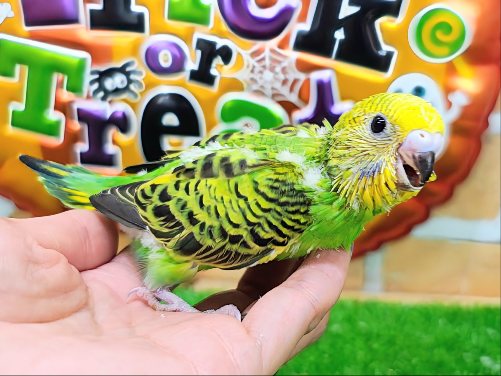 セキセイインコ