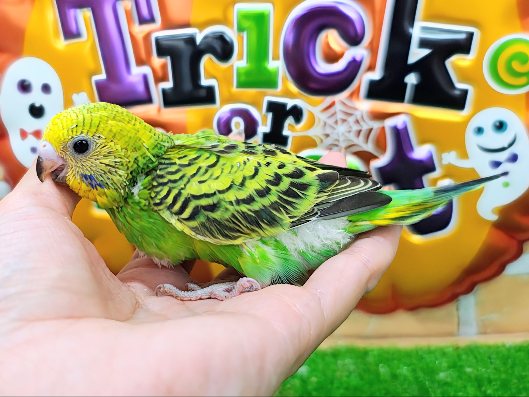 セキセイインコ