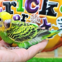 王道な人気者👑セキセイインコのヒナ(グリーンオパーリン)入荷しました❤️