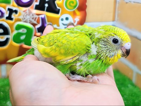セキセイインコ