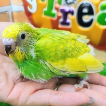 黄色と緑のグラデーション💛‪💚セキセイインコのヒナ(グリーンスパングル)入荷しました❤️