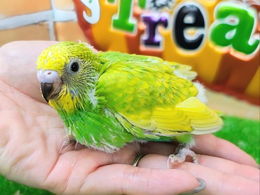 黄色と緑のグラデーション💛‪💚セキセイインコのヒナ(グリーンスパングル)入荷しました❤️