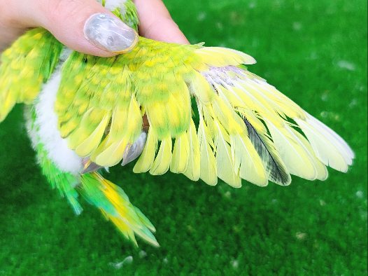 セキセイインコ