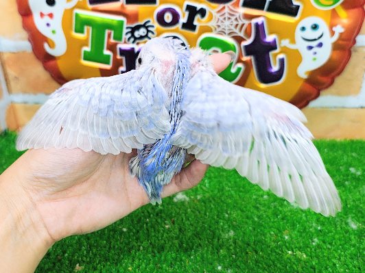 セキセイインコ