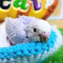 うぶうぶ👶🏻💓セキセイインコのヒナ(ブルースパングル)入荷しました❤️