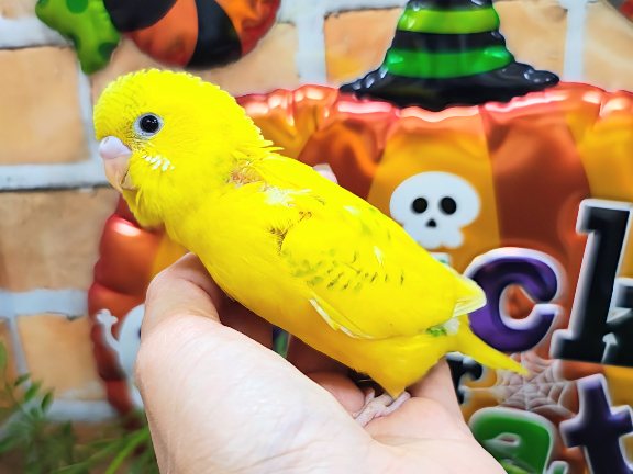 セキセイインコ