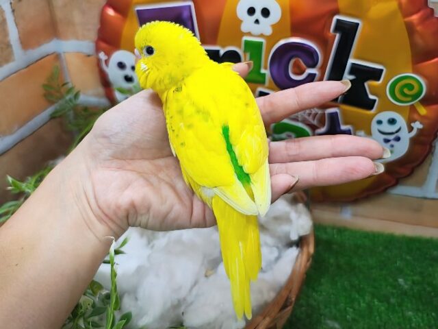 セキセイインコ