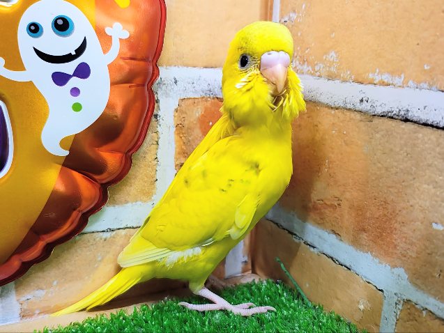 セキセイインコ