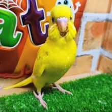 逆にレア？✨セキセイインコのヒナ(グリーンパイド)入荷しました❤️