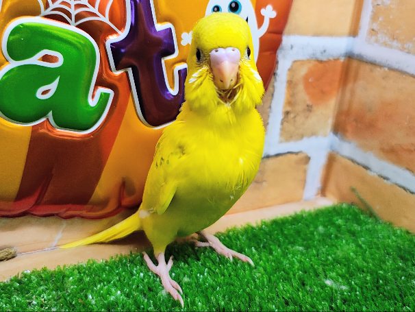 逆にレア？✨セキセイインコのヒナ(グリーンパイド)入荷しました❤️