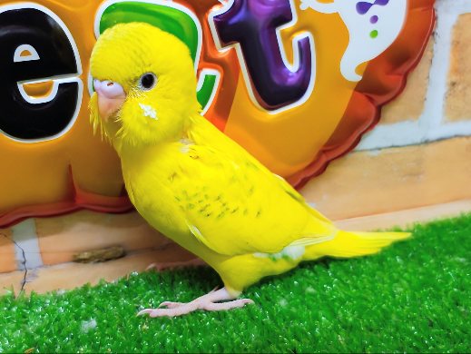 セキセイインコ