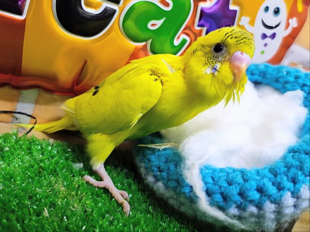 セキセイインコ