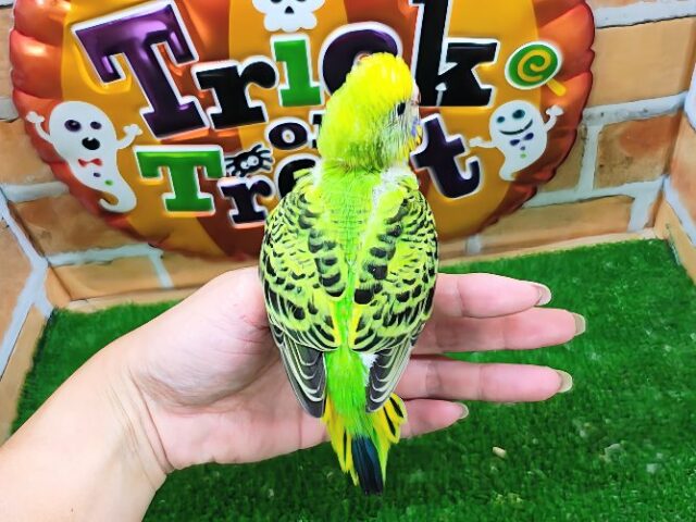 セキセイインコ