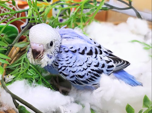 セキセイインコ