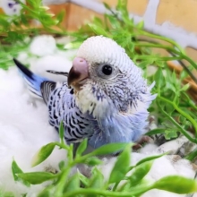 ヒナ餌与えるの癒される～♡セキセイインコのヒナ(ブルーオパーリン)入荷しました❤️