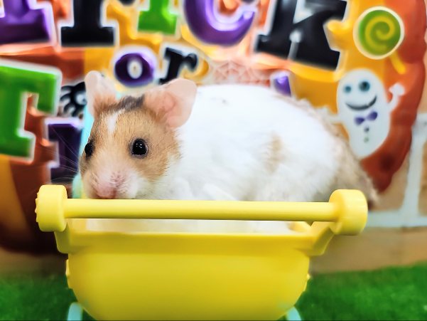 ゴールデンハムスター