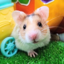 レアカラー🍀ドミノハムスター(ゴールデンハムスター)の男の子❤️
