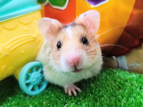 レアカラー🍀ドミノハムスター(ゴールデンハムスター)の男の子❤️