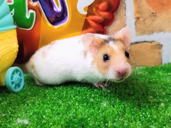 ゴールデンハムスター