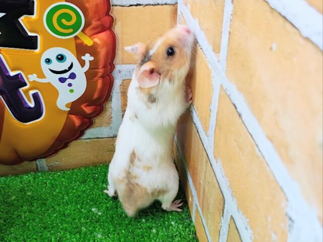 ゴールデンハムスター