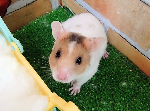 ゴールデンハムスター