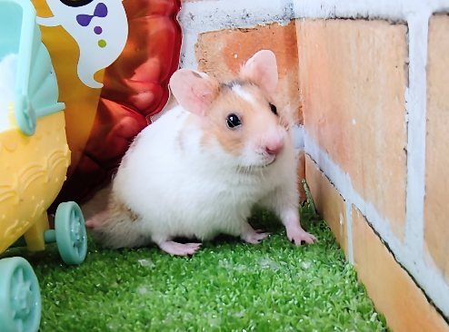 ゴールデンハムスター