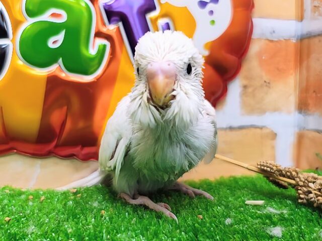 まっしろボディのお腹は水色ちらっ✨セキセイインコのヒナ(白/ダブルファクター)入荷しました。