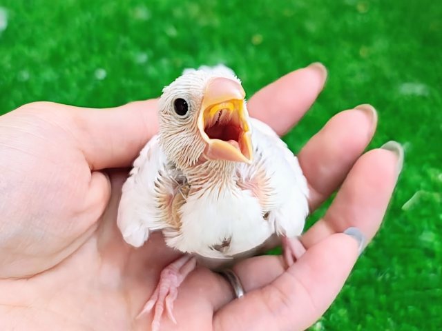 ごはんだーいすき❤白文鳥のヒナ入荷しました❤️