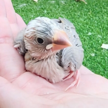 激レア!!!アゲイト文鳥のヒナ入荷しました❤️