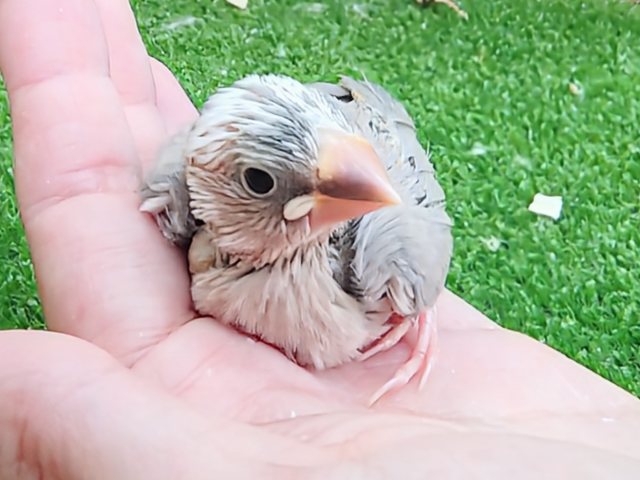 激レア!!!アゲイト文鳥のヒナ入荷しました❤️